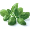 Clearance basilikum - 3 stk Indendørs Køkkenhaver|Click & Grow