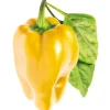 Sale gul sød peber - 3 stk Indendørs Køkkenhaver|Click & Grow