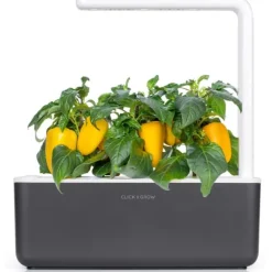 Sale gul sød peber - 3 stk Indendørs Køkkenhaver|Click & Grow