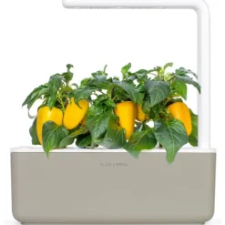 Sale gul sød peber - 3 stk Indendørs Køkkenhaver|Click & Grow
