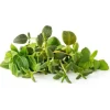 Outlet italienske krydderuter - 9 stk Indendørs Køkkenhaver|Click & Grow