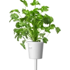 Best koriander - 3 stk Indendørs Køkkenhaver|Click & Grow