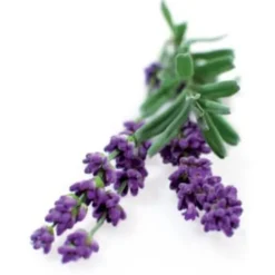 Discount lavendel - 3 stk Indendørs Køkkenhaver|Click & Grow