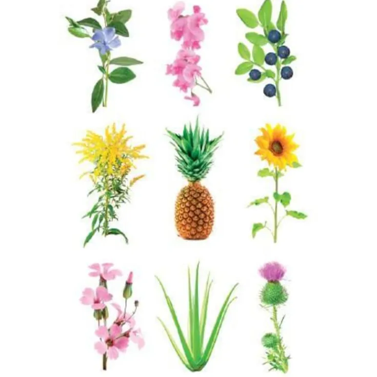 Best næring - 3 stk Indendørs Køkkenhaver|Click & Grow