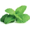 Hot pebermynte - 3 stk Indendørs Køkkenhaver|Click & Grow
