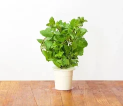 Hot pebermynte - 3 stk Indendørs Køkkenhaver|Click & Grow