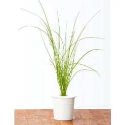 purløg - 3 stk Indendørs Køkkenhaver|Click & Grow