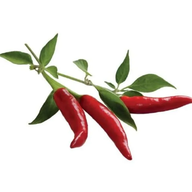 Online røde chili peber - 3 stk Indendørs Køkkenhaver|Click & Grow