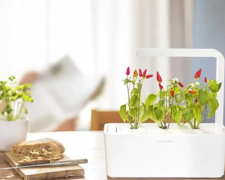 Online røde chili peber - 3 stk Indendørs Køkkenhaver|Click & Grow