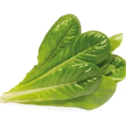 Hot romaine salat - 3 stk Indendørs Køkkenhaver|Click & Grow