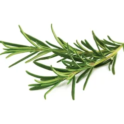 New rosmarin - 3 stk Indendørs Køkkenhaver|Click & Grow