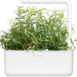New rosmarin - 3 stk Indendørs Køkkenhaver|Click & Grow