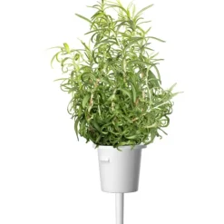 New rosmarin - 3 stk Indendørs Køkkenhaver|Click & Grow