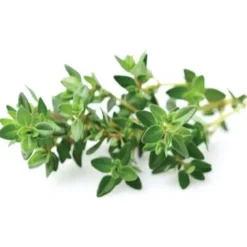 Online timian - 3 stk Indendørs Køkkenhaver|Click & Grow