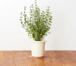 Online timian - 3 stk Indendørs Køkkenhaver|Click & Grow