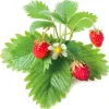 Hot vilde jordbær - 3 stk Indendørs Køkkenhaver|Click & Grow